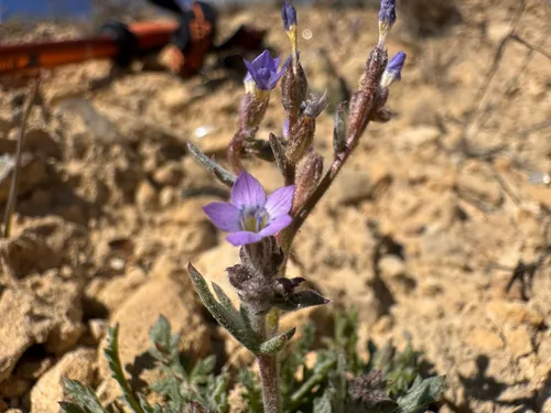 Shy Gilia — photo by Wilson Colby