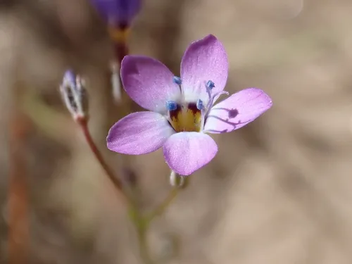 Inland Gilia — photo by Ryan Donnelly