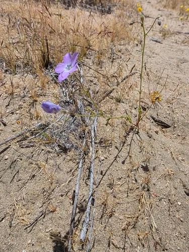 Hollyleaf Gilia — photo by Sara Medina
