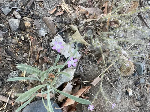 Fineflower Gilia (subsp. transversa) — photo by Livia Griffin