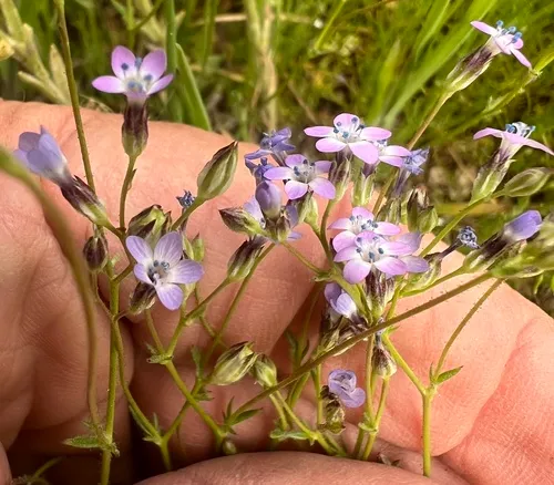 Scrub Gilia — photo by Steve Matson