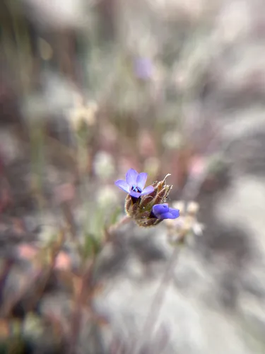 Manyleaf Gilia — photo by Thérèse Burns