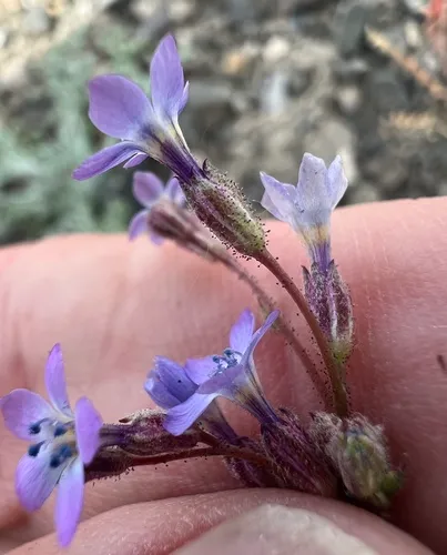 Little Gilia — photo by Steve Matson