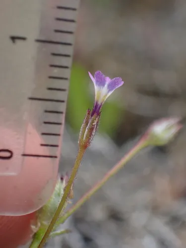 Modoc Gilia — photo by Aaron Echols