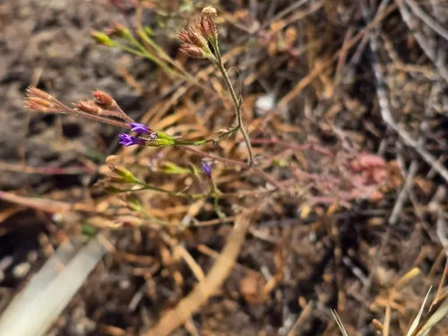 Nevin's Gilia — photo by blake911