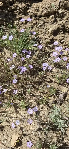 Volcanic Gilia — photo by Jonas Katona
