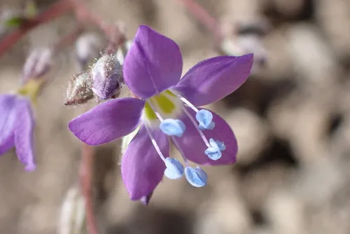 Salt Gilia — photo by rozgal