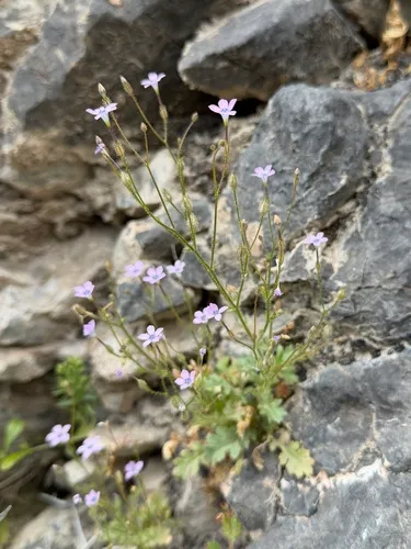 Rock Gilia — photo by Matt Berger
