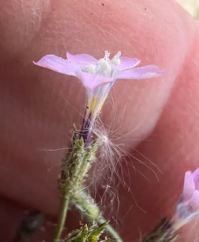 Rosy Gilia — photo by Steve Matson