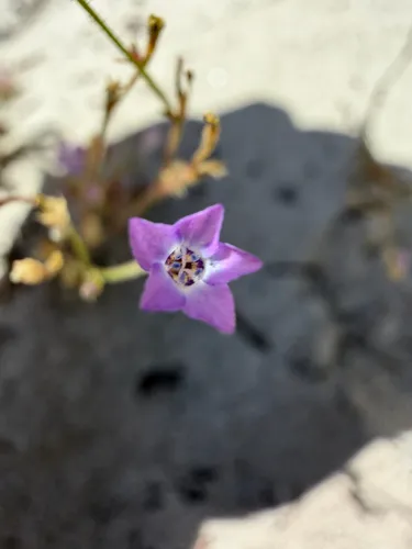 Hoffman's Gilia (subsp. hoffmannii) — photo by Orenda Randuch