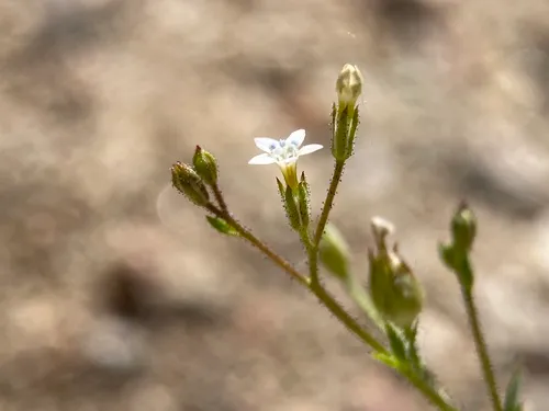 Transmontane Gilia — photo by Leo Harden