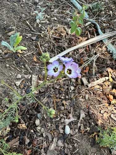 Bird's-eye Gilia