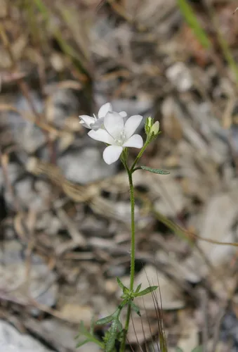 Boyden Cave Gilia