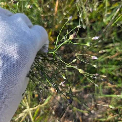 Splitleaf Gilia