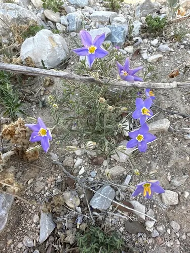 Marked Gilia — photo by debm