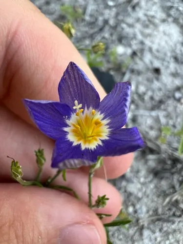 Rio Grande Gilia