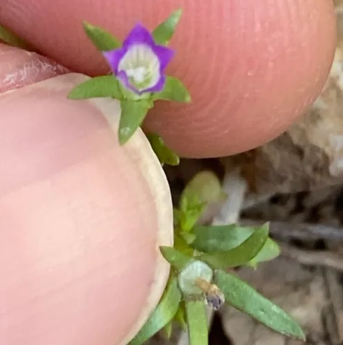 San Gabriel Bluecup (subsp. diffusa) — photo by Adam J. Searcy