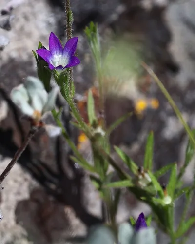 Common Bluecup