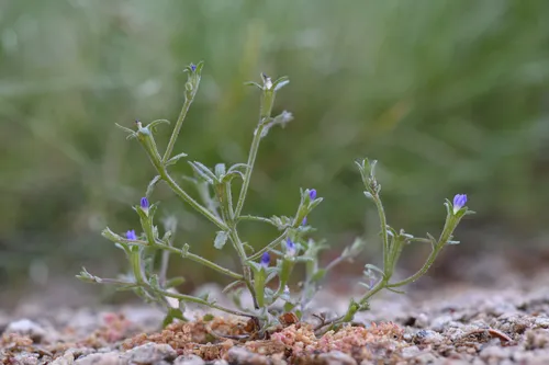 Tubeflower Bluecup