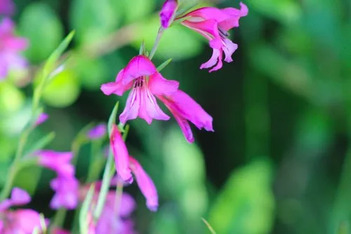 Italian Gladiolus — photo by Luca Berardi