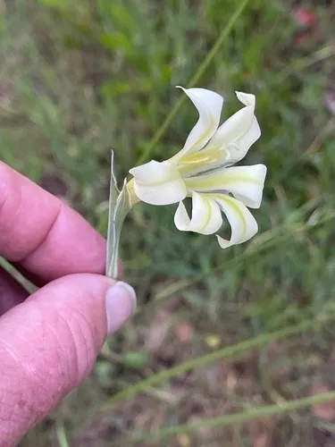 Ever-flowering Gladiolus
