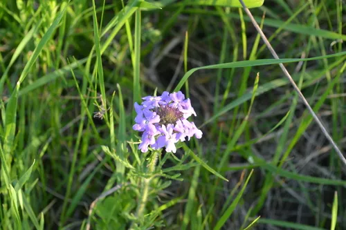 Dakota Mock Vervain
