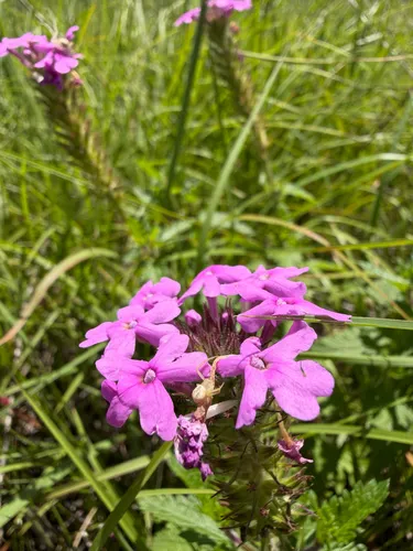 Rose Mock Vervain — photo by Dmitry Kutcherov