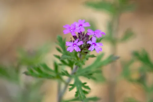 Chiricahua Mountain Mock Vervain