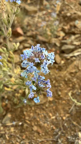 Southwestern Mock Vervain — photo by anbs