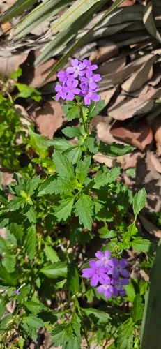 Coastal Mock Vervain
