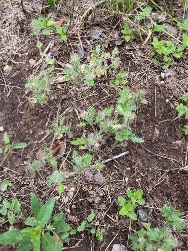 Pink Mock Vervain