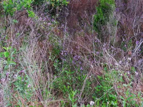 Tampa Mock Vervain — photo by j_appleget