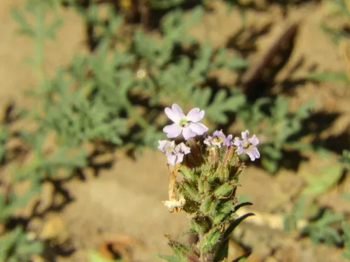 Latin American Mock Vervain — photo by DANIEL OSCAR MOLINA