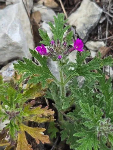 Plains Mock Vervain — photo by Jo Roberts