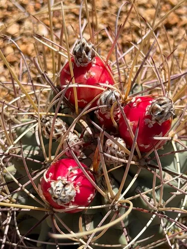 Chihuahuan Fishhook Cactus (var. wrightii) — photo by Ian McFaul