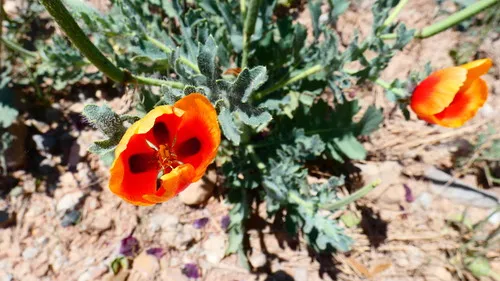 Blackspot Hornpoppy — photo by cris_mc
