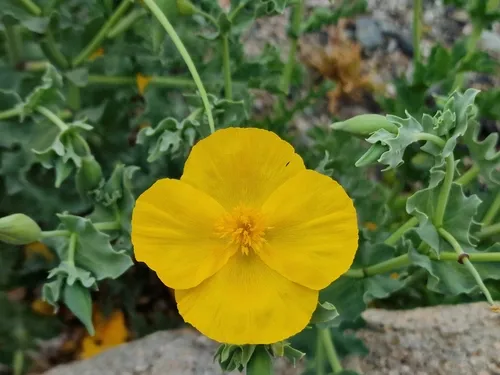 Yellow Hornpoppy — photo by Christian