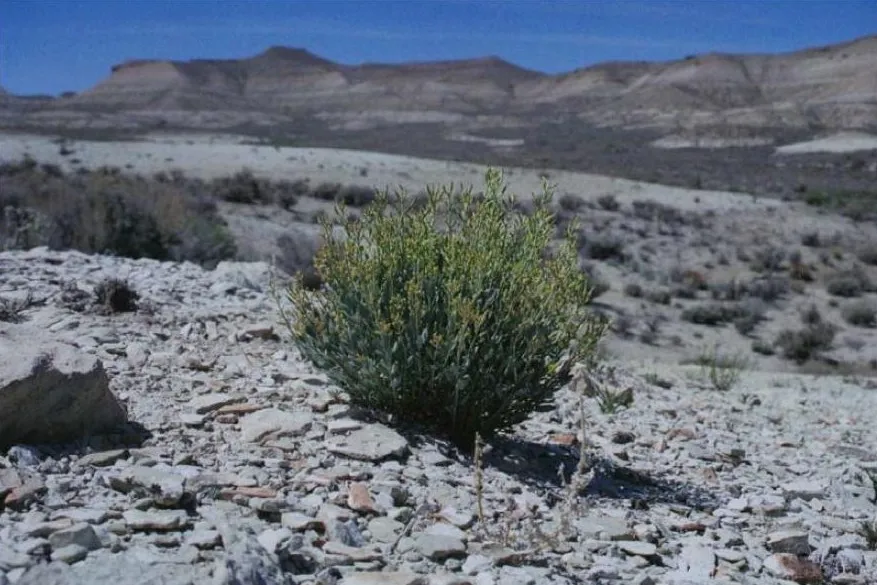 Uinta Basin Waxfruit — photo by Bekee Hotze, US Fish & Wildlife Service