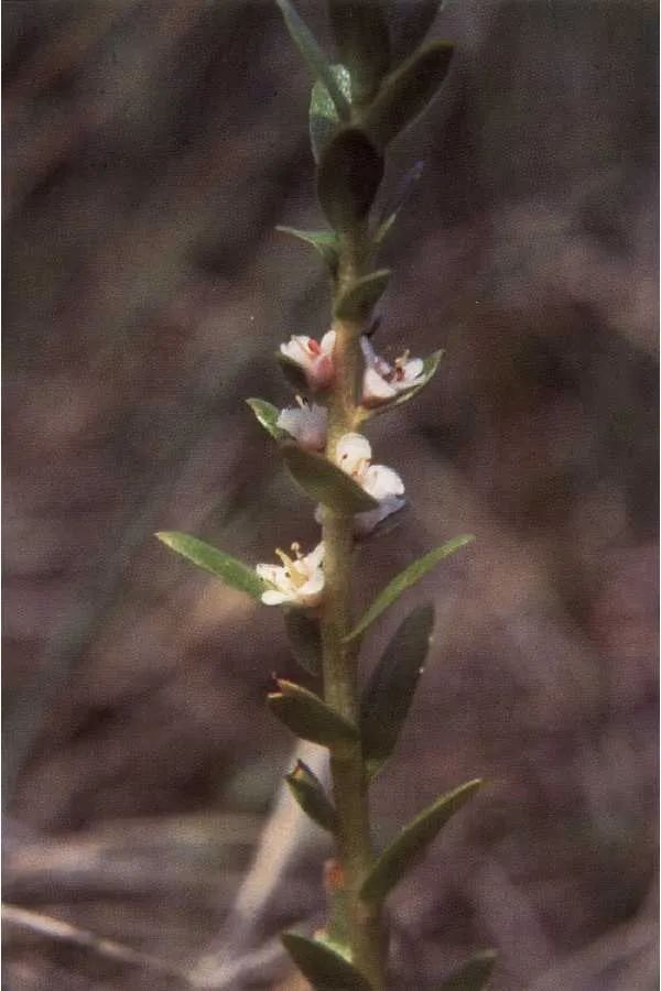 Sea Milkwort — photo by Wikimedia Commons