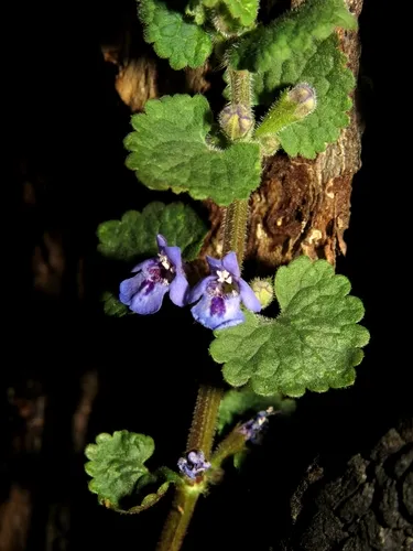 Ground Ivy — photo by eugenezakharov