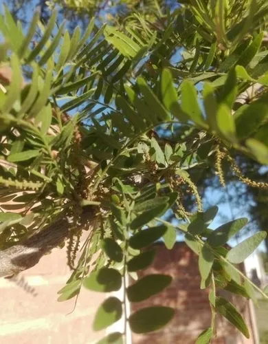 Honeylocust