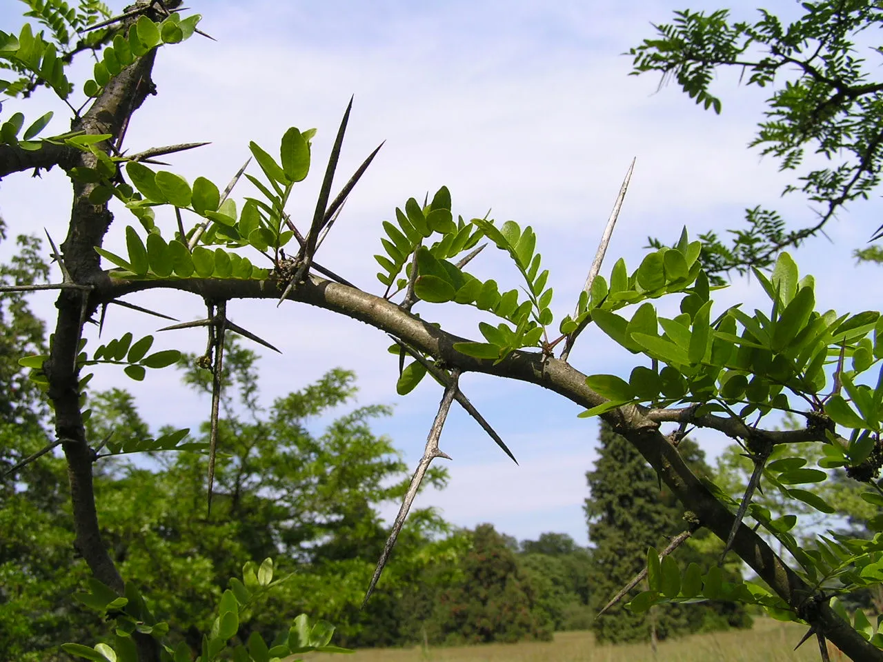 Hybrid Honeylocust