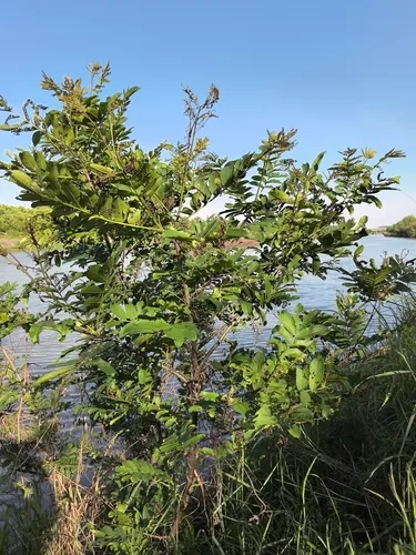 Needlebush — photo by fat_man