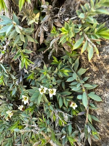 Dwarf Greasebush