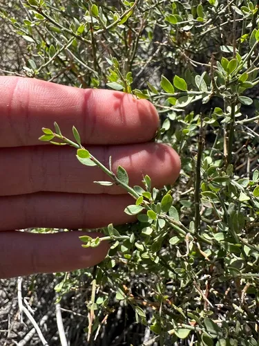 Spiny Greasebush — photo by possiblybuddha