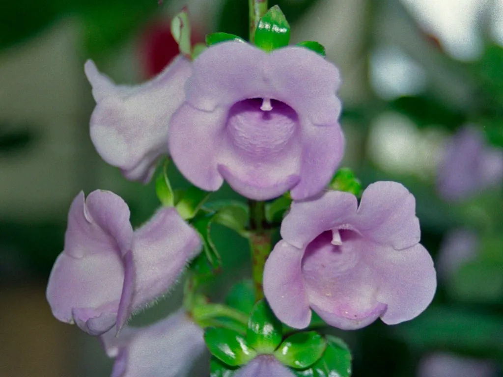Canterbury Bells — photo by Hectonichus