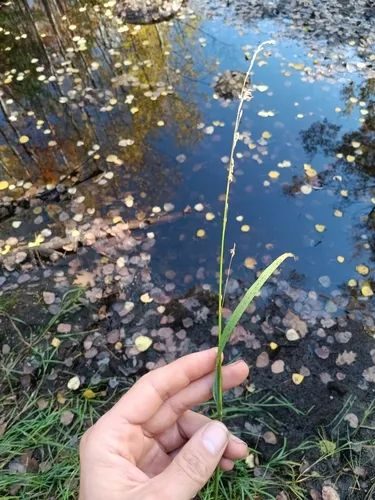 Small Floating Mannagrass — photo by Derek Ziomber