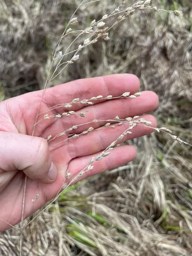 Rattlesnake Mannagrass