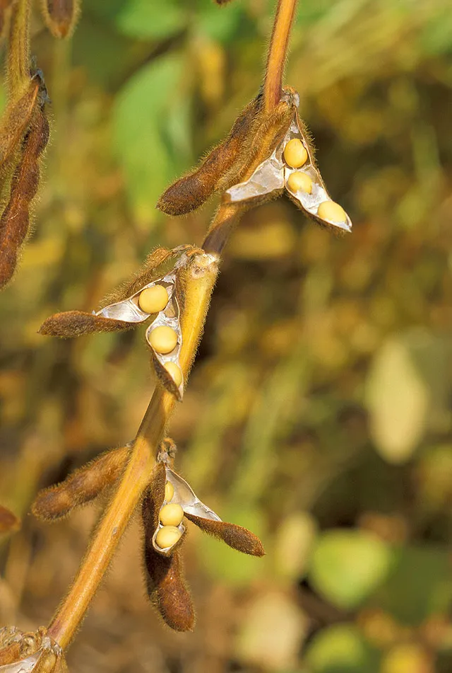 Soybean — photo by Wikimedia Commons