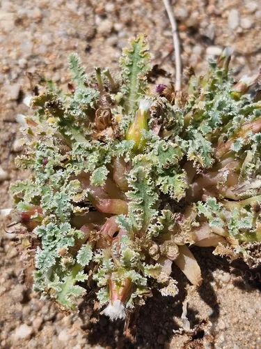 Carveseed — photo by Taylor